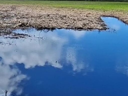 Coastal river and surrounding landscape within the Blue Carbon project area.