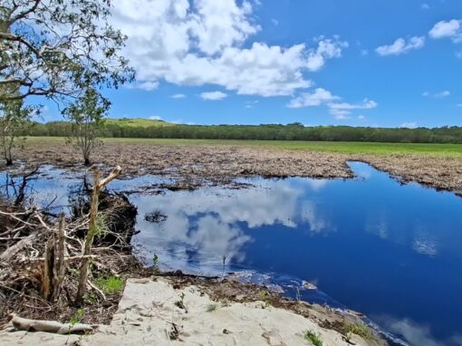 Coastal waterway and surrounding landscape at the Blue Carbon project site near Palmerton.