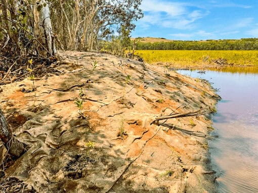 Recently planted coastal revegetation area forming part of the Blue Carbon project.