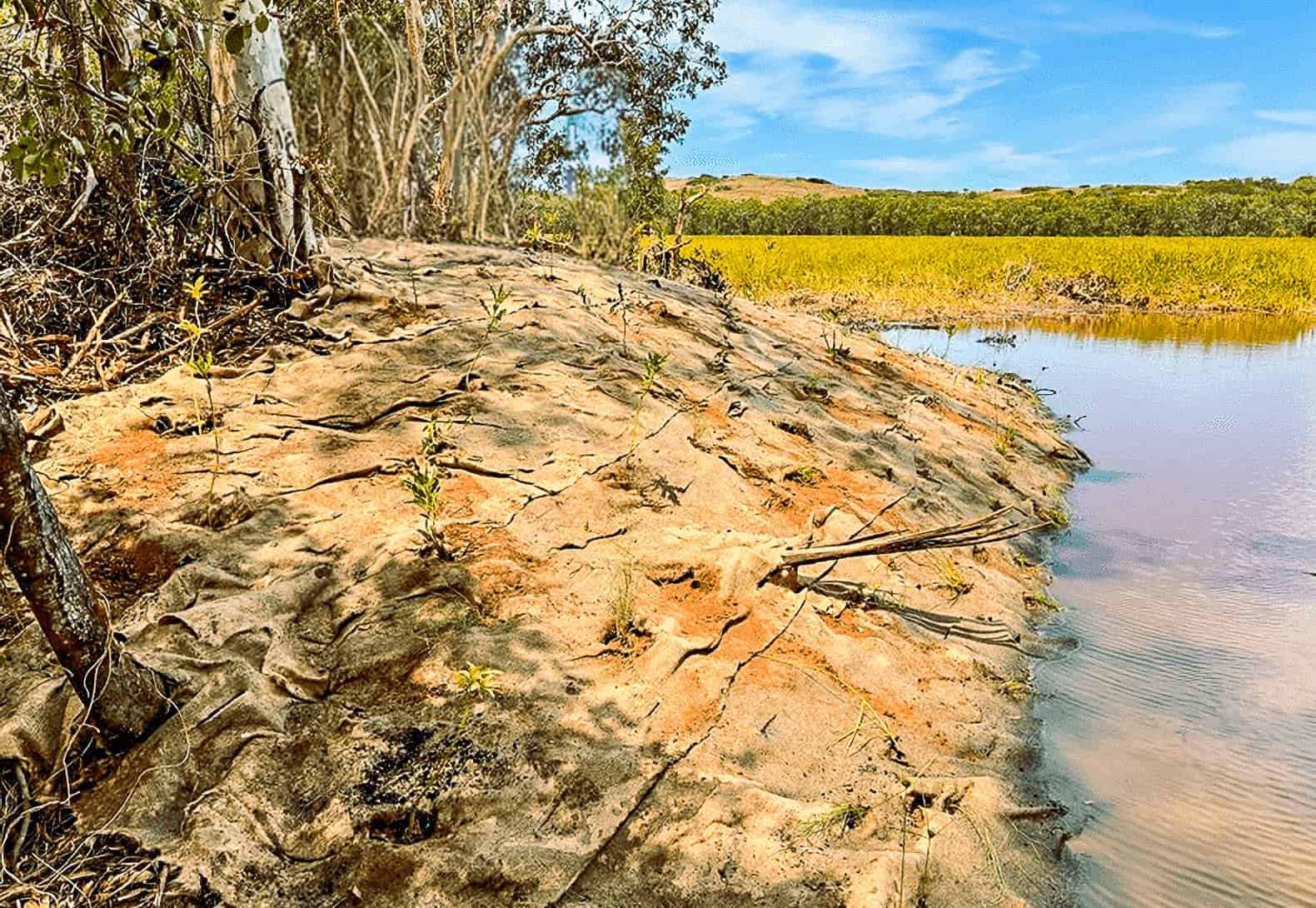Blue Carbon Planting