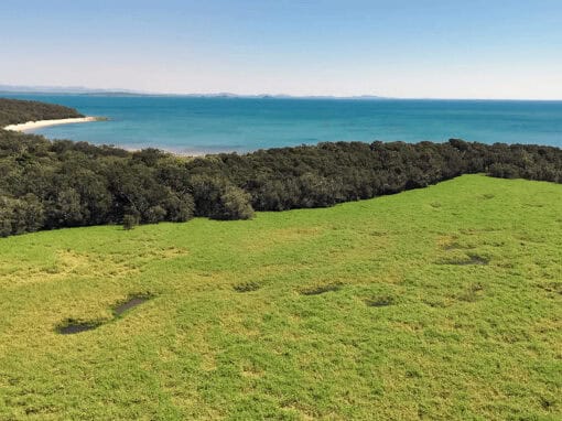 Open coastal grassland and wetland area within the Blue Carbon project site.