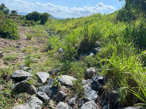 Natural waterway with native vegetation illustrating natural resources engineering and catchment management.