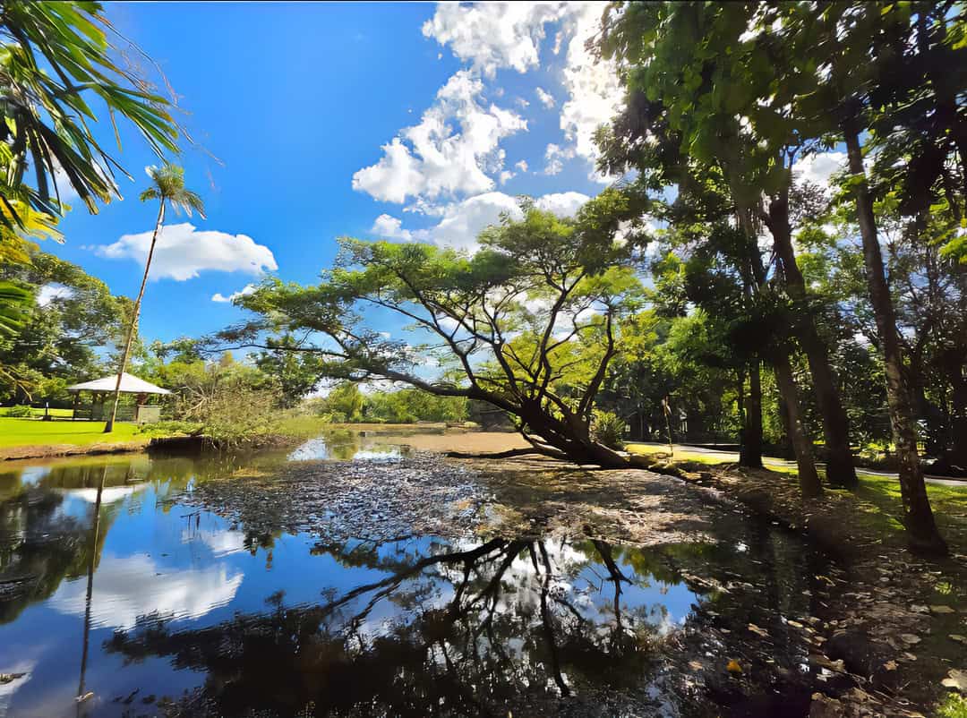 Wetland vegetation reflected in Warrina Lakes under a blue sky.