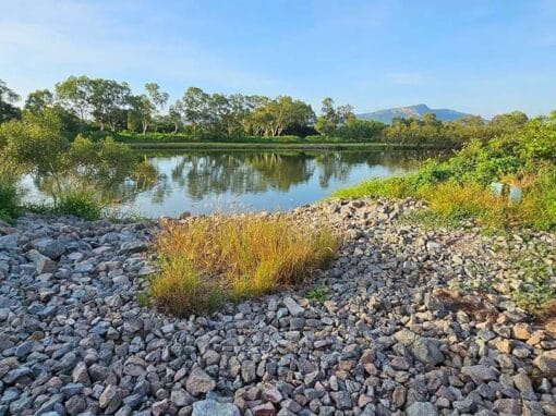 View of the rehabilitated Ross River bank at Bicentennial Park showing rock armouring and native vegetation.